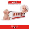 TORSO REALISTA MERIT